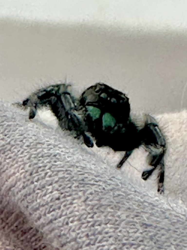 Hagrid Male Regal Jumping Spider